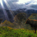 Mieres (Langreo)